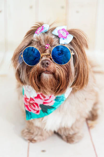 Closeup Shot Shih Tzu Puppy Wearing Sunglasses Blue Hair Bows — Stock Photo, Image