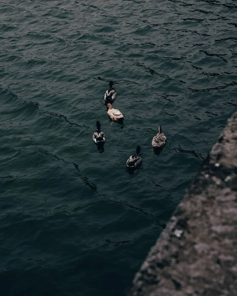 Eine Vertikale Aufnahme Einer Entengruppe Die Einem See Schwimmt — Stockfoto