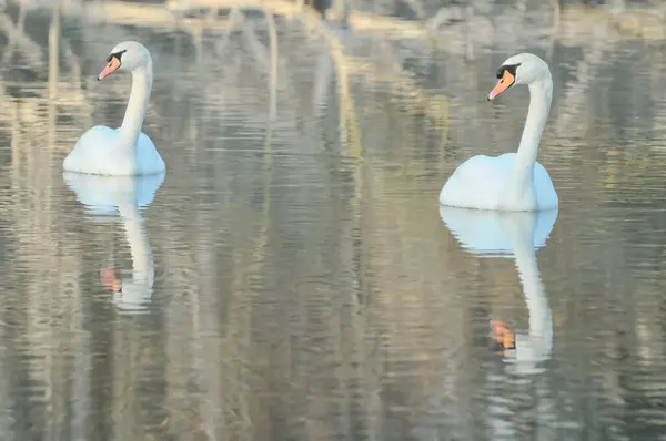 Nobile Cigno Bianco Nella Superficie Dell Acqua — Foto Stock