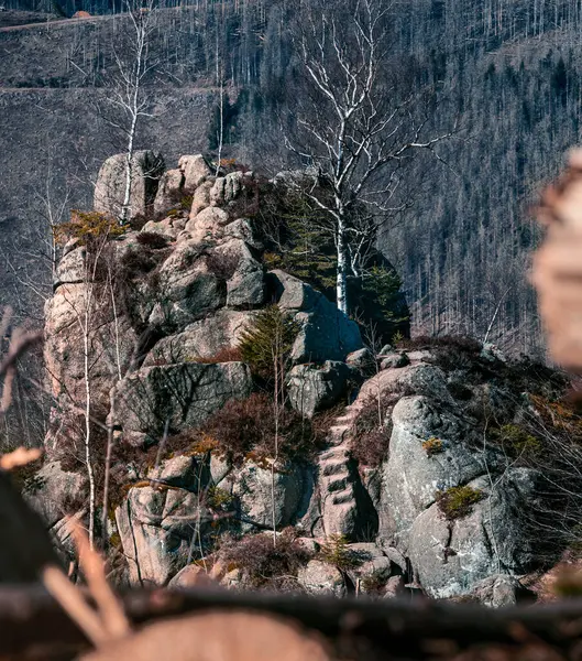 Vertical Shot Moos Wand Romkerhalle Harz Germany — Stock Photo, Image