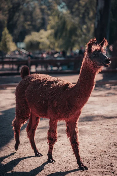 Vertical Shot Red Llama Farm Sunny Day — Stock Photo, Image