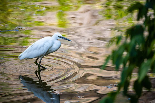 A shallow focus shot of white egret walking in the shallow water of the lake at Yerevan Zoo, Armenia