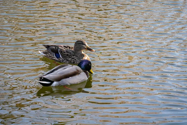 在湖中游泳的野生野鸭的自然景观 — 图库照片