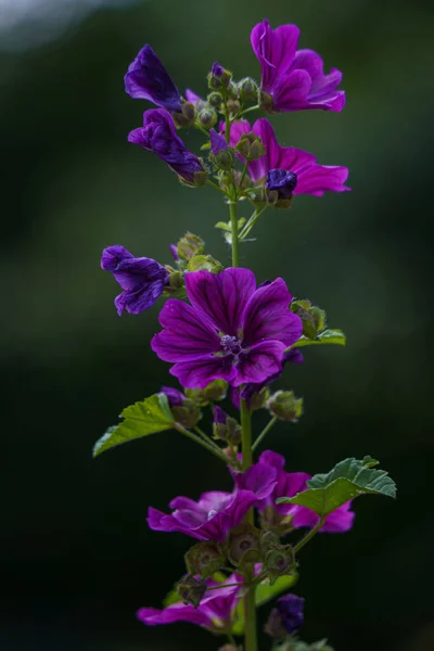 Primer Plano Vertical Malva Sylvestris Flores Que Crecen Jardín Sobre — Foto de Stock
