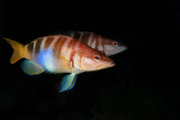 ภาพใกล ดของปลา Cabrilla บนพ นหล — ภาพถ่ายสต็อก