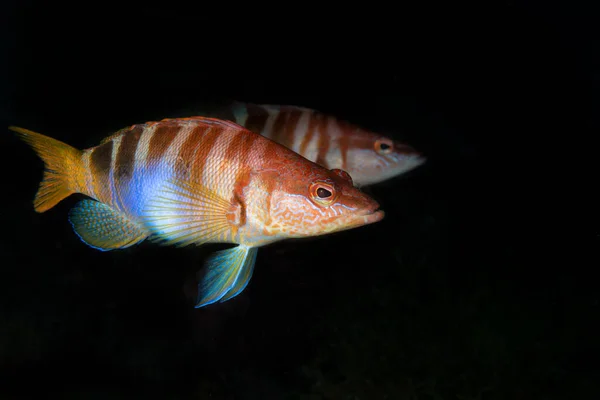 Closeup Shot Cabrilla Fishes Black Background — Stock Photo, Image