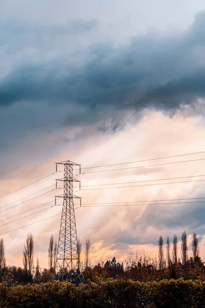 Disparo Vertical Poste Utilidad Entre Árboles Plantas Atardecer Nublado Paine —  Fotos de Stock