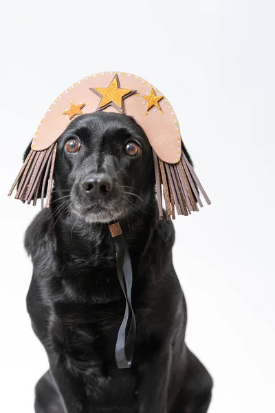 Zbliżenie Strzał Cachorro Preto Pies Kapeluszem Gwiazdy — Zdjęcie stockowe