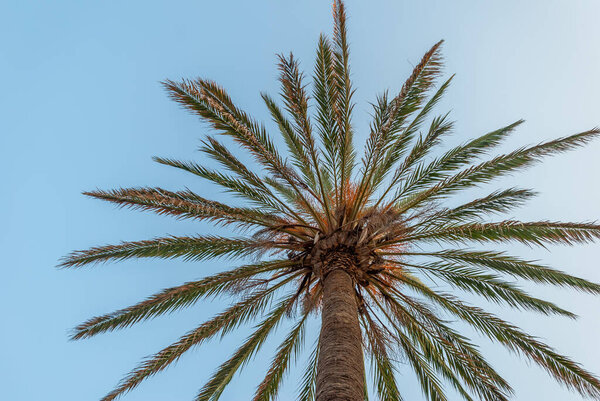 Снимок финиковой пальмы на голубом фоне неба