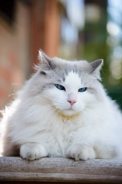Svislý Záběr Bílé Kočky Sedí Rozmazanou Budovou Pozadí — Stock fotografie