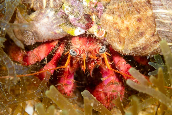 Closeup Shot Hermit Crab Ocean — Stock Photo, Image