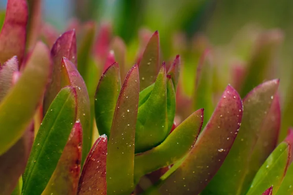 庭に咲くカルポブロテス エドゥリスのクローズアップ — ストック写真