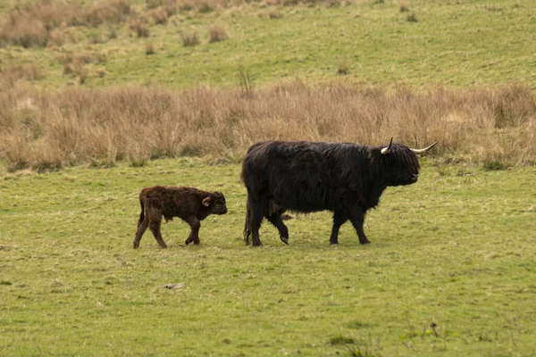 Вид Большую Черную Нагорную Корову Телёнка Стоящих Зеленом Поле — стоковое фото