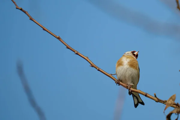 Colpo Angolo Basso Cardellino Appollaiato Ramo Albero Contro Cielo Blu — Foto Stock