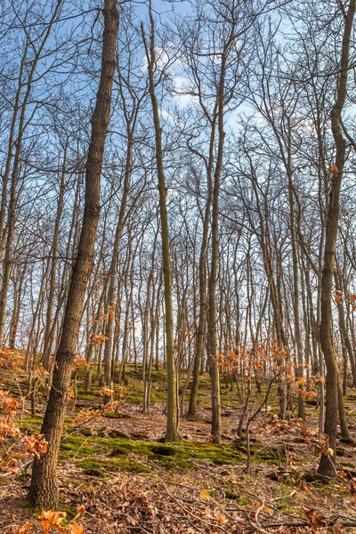 Sonbaharda Ormanda Çıplak Ağaçların Dikey Görüntüsü — Stok fotoğraf