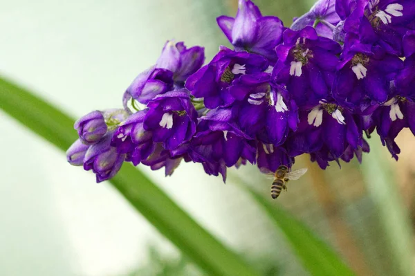 一只蜜蜂飞向紫色的飞镖花的特写镜头 — 图库照片