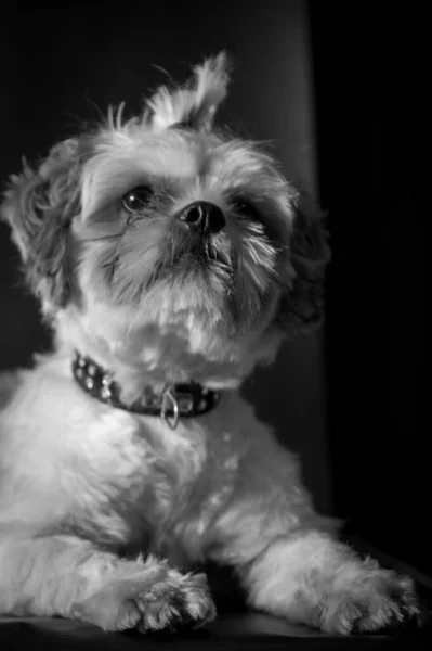 Disparo Vertical Pequeño Perro Blanco Aislado Sobre Fondo Negro —  Fotos de Stock