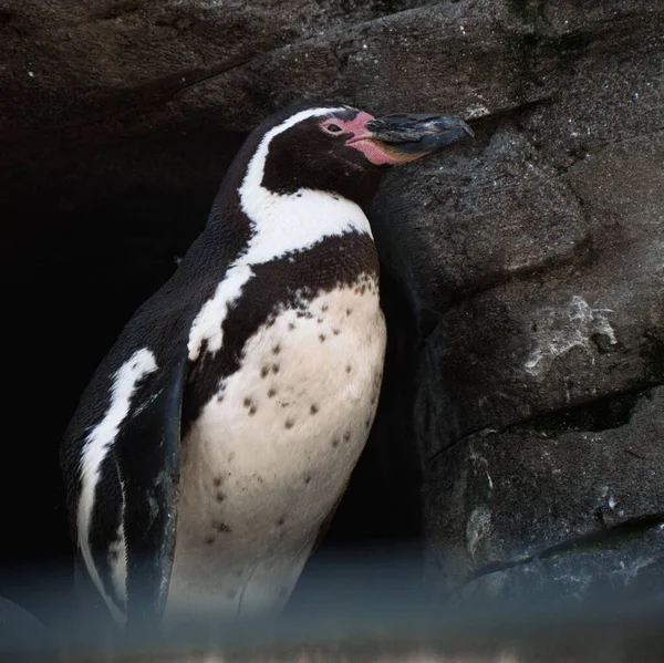 Bir kayanın yanında duran Humboldt Pengueni 'nin yakın çekimi.