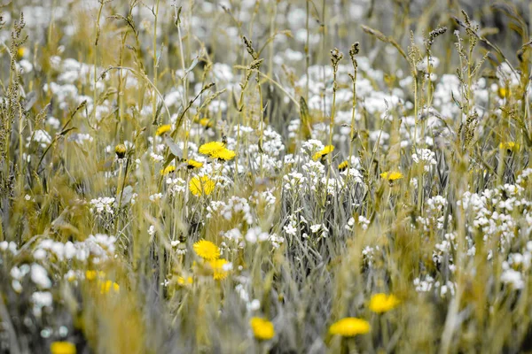 A closeup shot of blooming wildflowers on a field