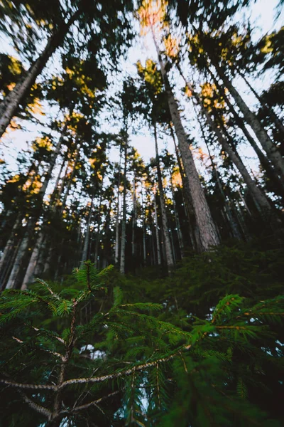 Низькокутний Знімок Високих Дерев Вирощених Навесні Лісі — стокове фото