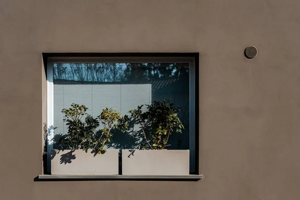 Вікно Сучасної Будівлі Прикрашене Зеленими Рослинами — стокове фото