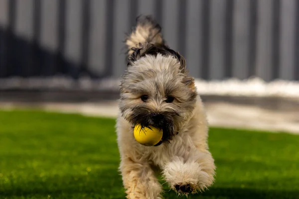 Adorable Perro Mullido Jugando Atrapar Con Una Bola Amarilla — Foto de Stock