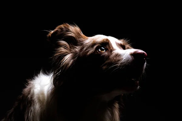 Ett Porträtt Border Collie Isolerad Svart Bakgrund — Stockfoto