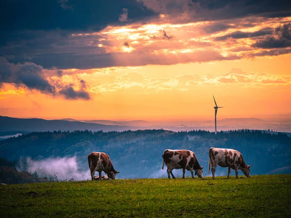 Close Belas Vacas Pastando Floresta Pôr Sol Alemanha — Fotografia de Stock