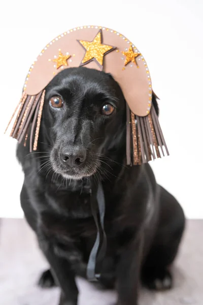 Cangaceiro Şapkası Takan Sevimli Siyah Bir Köpek Yavrusu — Stok fotoğraf
