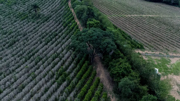 Tiro Ângulo Alto Uma Estrada Estreita Construída Meio Floresta — Fotografia de Stock