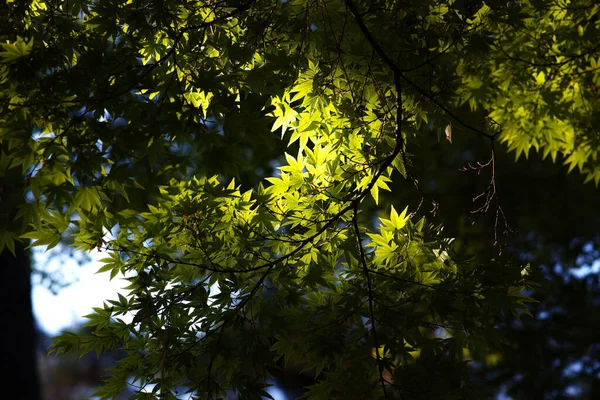 Крупный План Ветвей Деревьев Полных Зеленых Листьев — стоковое фото