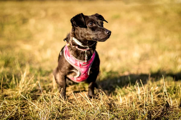 ピンクの服を着た可愛い黒いテリアの犬が草の上に立っている — ストック写真