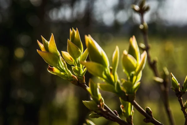 First Leaves Ornamental Shrub Spring Sunlight Lilac Buds Growing Early — Stock Photo, Image