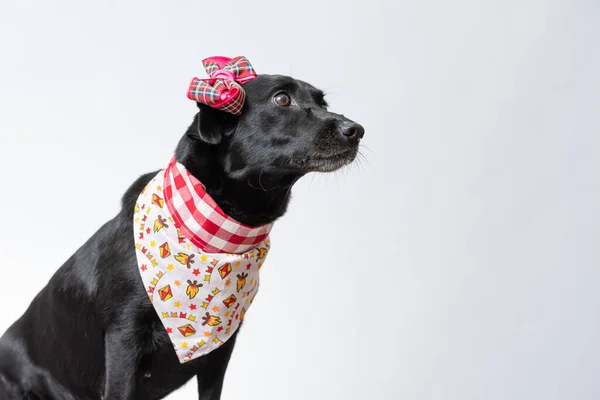 Ein Niedlicher Schwarzer Labrador Einem Wunderschönen Schal Auf Weißem Hintergrund — Stockfoto