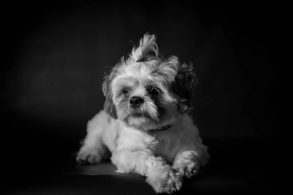 Una Escama Gris Hermoso Cachorro Shih Tzu Tendido Suelo Con —  Fotos de Stock