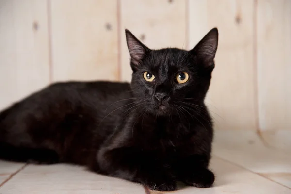 Gato Negro Adorable Acostado Sobre Fondo Madera Claro —  Fotos de Stock