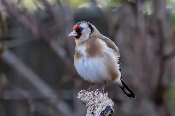 Gros Plan Chardonneret Européen Debout Sur Une Branche Bois Avec — Photo