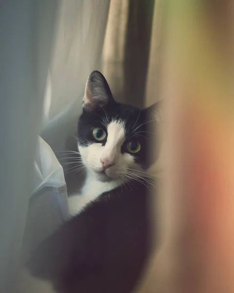 귀엽고 과검은 고양이의 — 스톡 사진