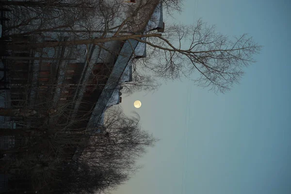 하늘에 보름달이 아름다운 나무가 — 스톡 사진