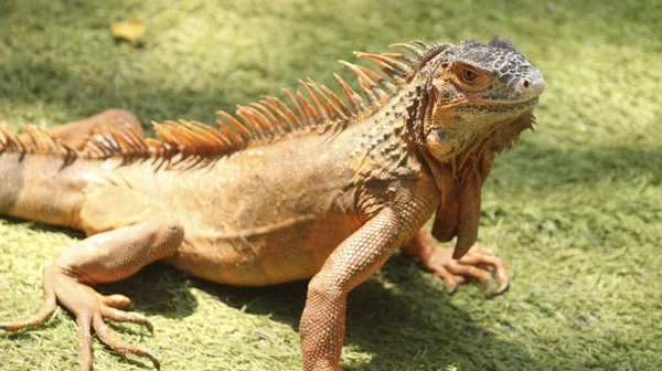 Uma Foto Close Uma Iguana Americana Deitada Grama — Fotografia de Stock