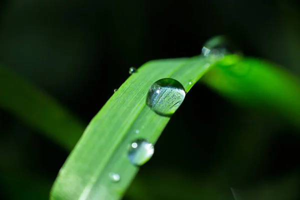 緑の葉の上に雨滴のクローズアップショット — ストック写真