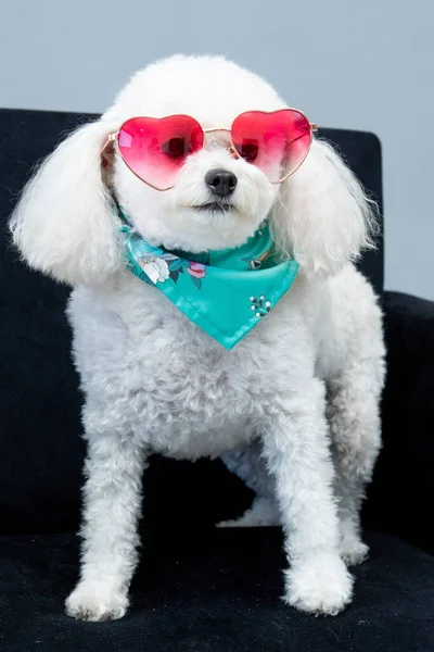 Vertical Shot White Poodle Colorful Sunglasses Standing Armchair — Stock Photo, Image