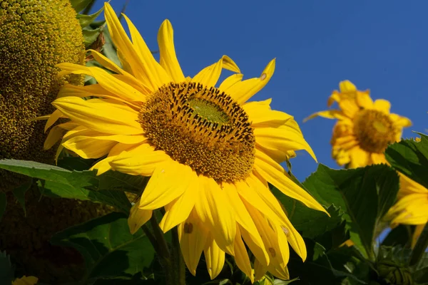Žlutá Slunečnice Louce Proti Modré Obloze — Stock fotografie