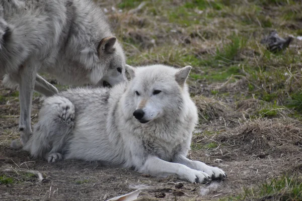 Een Paar Alaska Toendra Wolven Een Veld Anchorage Alaska — Stockfoto