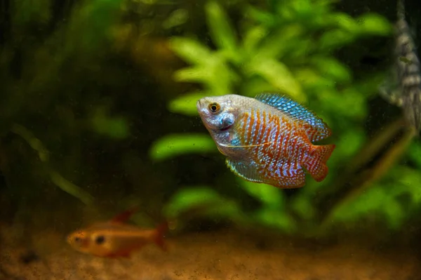 Dvärg Gourami Colisa Lalia Fisk Simmar Ett Akvarium Grön Bakgrund — Stockfoto