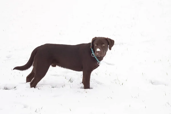 Primer Plano Cachorro Labrador Marrón Divirtiéndose Nieve —  Fotos de Stock