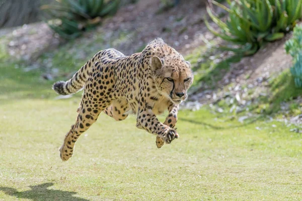 Красивый Снимок Леопардового Тигра Прыгающего Время Бега Зеленом Парке — стоковое фото