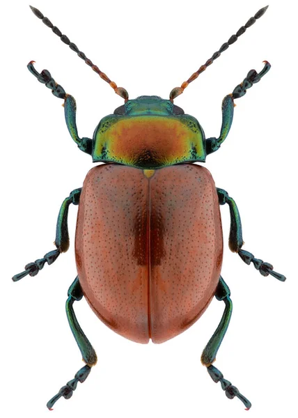 Especies Escarabajo Hoja Chrysolina Polita Nombre Trivial Knotgrass Leaf Beetle —  Fotos de Stock