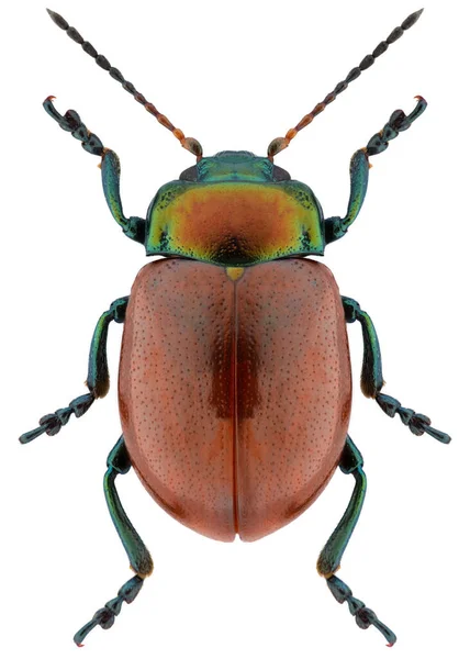 Scarabeo Foglia Specie Chrysolina Polita Nome Banale Scarabeo Foglia Nodo — Foto Stock