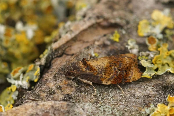 Closeup Small Red Barred Tortrix Moth Ditula Angustiorana Sitting Wood — Stock Photo, Image